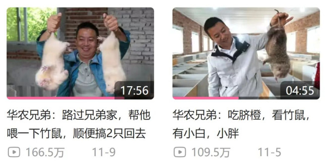 华农兄弟的竹鼠回归，为什么让百万网友泪目？