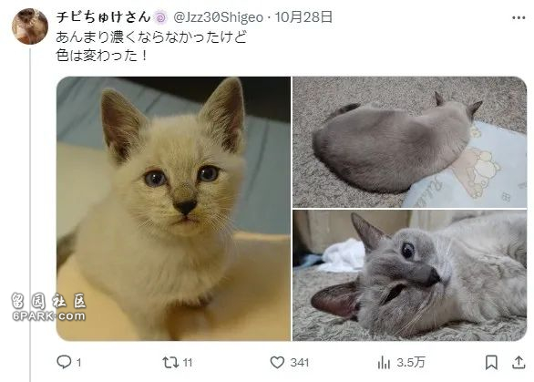 收养了只白色小奶猫 4年后彻底黑化 诈骗吗(组图)