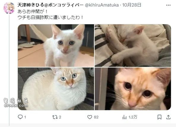 收养了只白色小奶猫 4年后彻底黑化 诈骗吗(组图)