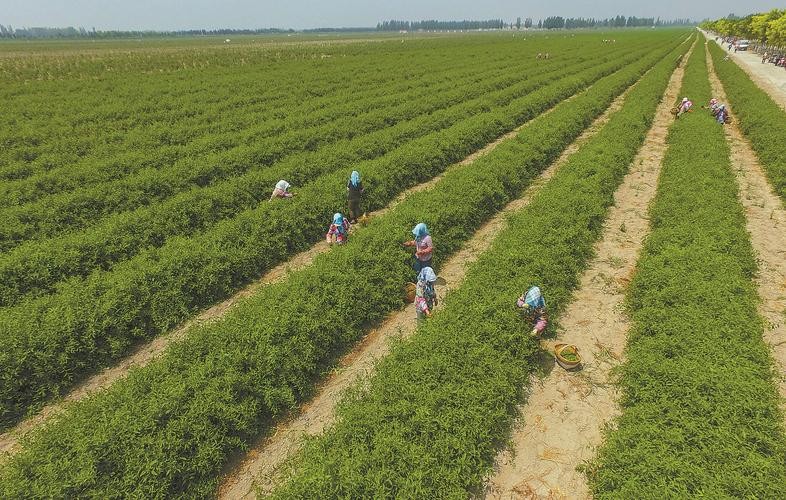 中国沙漠治理 美环保专家竟称沙漠植树弊大于利(图)